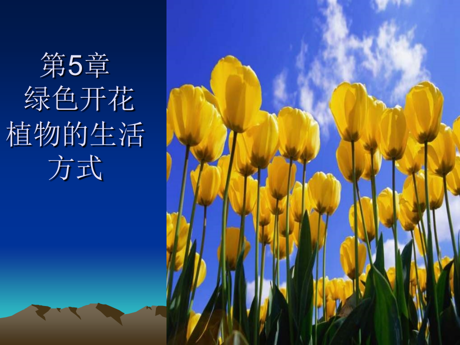 植物的光合作用PPT课件.ppt_第1页