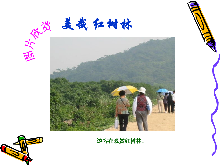 （北师大版）五年级语文课件红树林.ppt_第2页