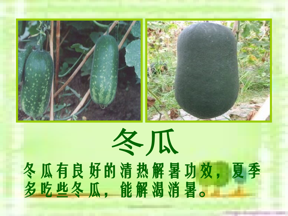 冬瓜和南瓜课件.ppt_第2页