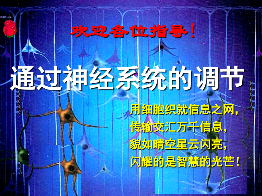 神经调节第2课时(兴奋的传导与传递)高考复习.ppt_第1页