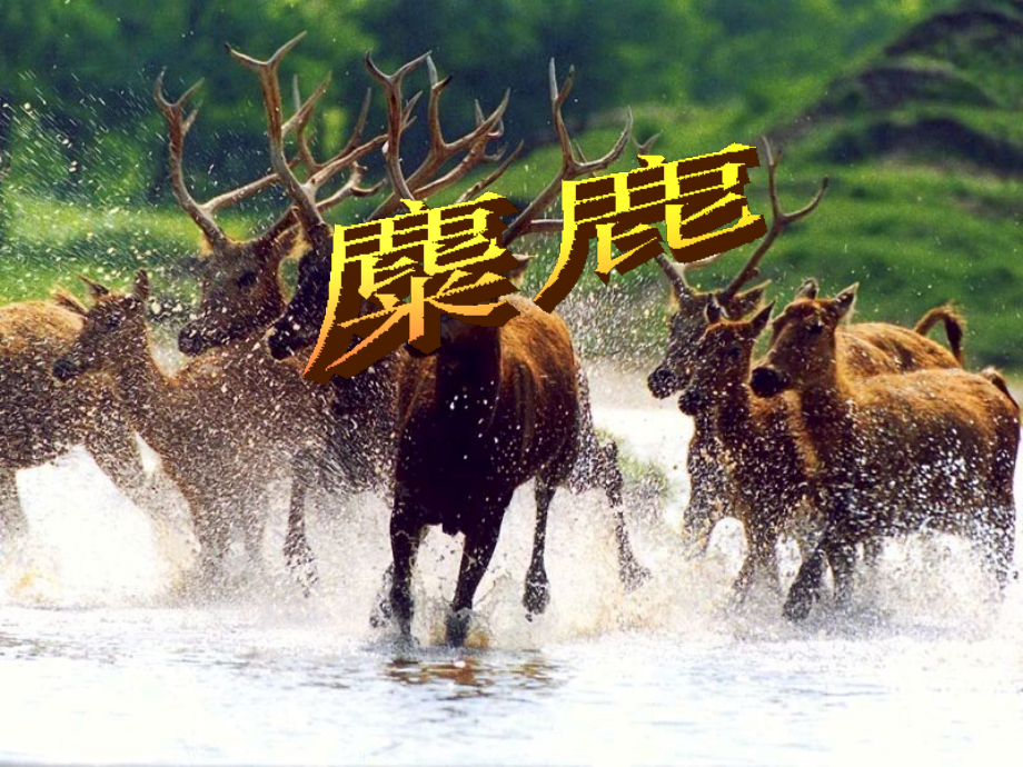 《麋鹿》课件.ppt_第1页