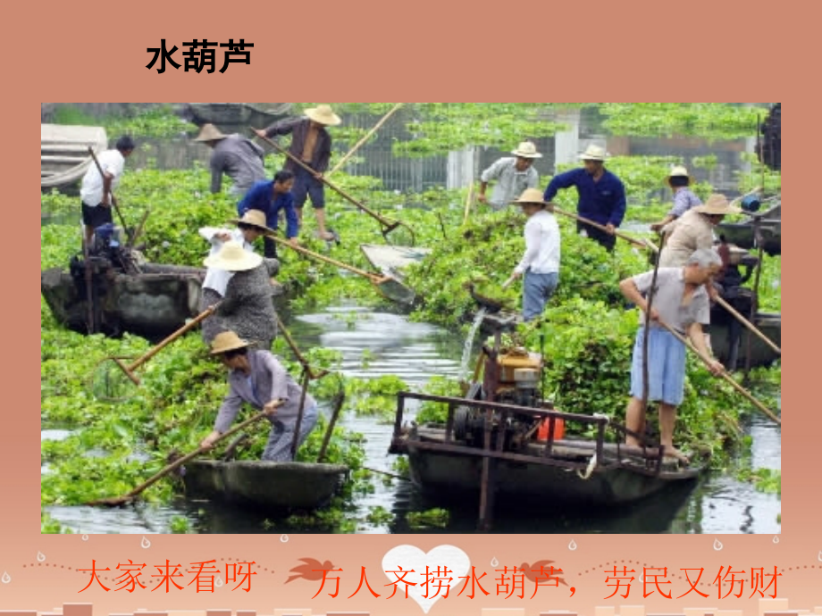 中学八年级语文上册 19 生物入侵者课件 新人教版 课件.ppt_第2页
