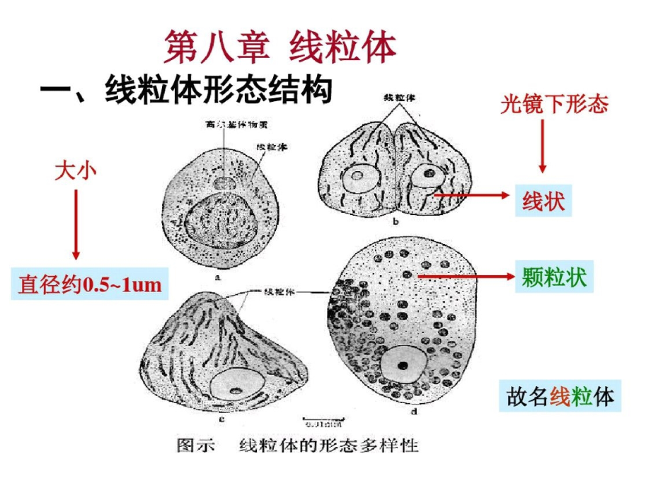 线粒体的结构ppt课件.pptx_第1页