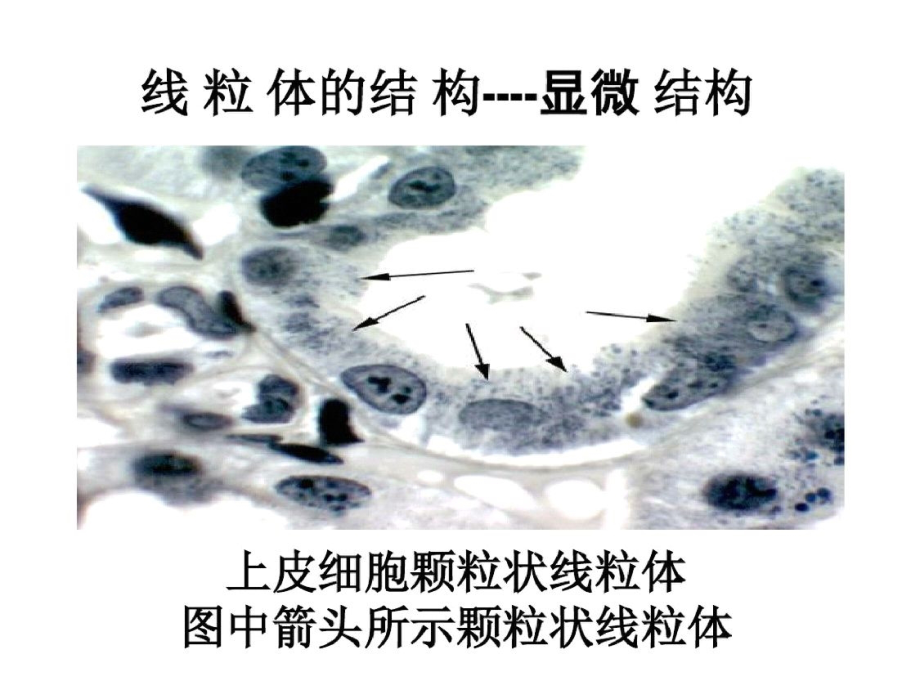线粒体的结构ppt课件.pptx_第2页