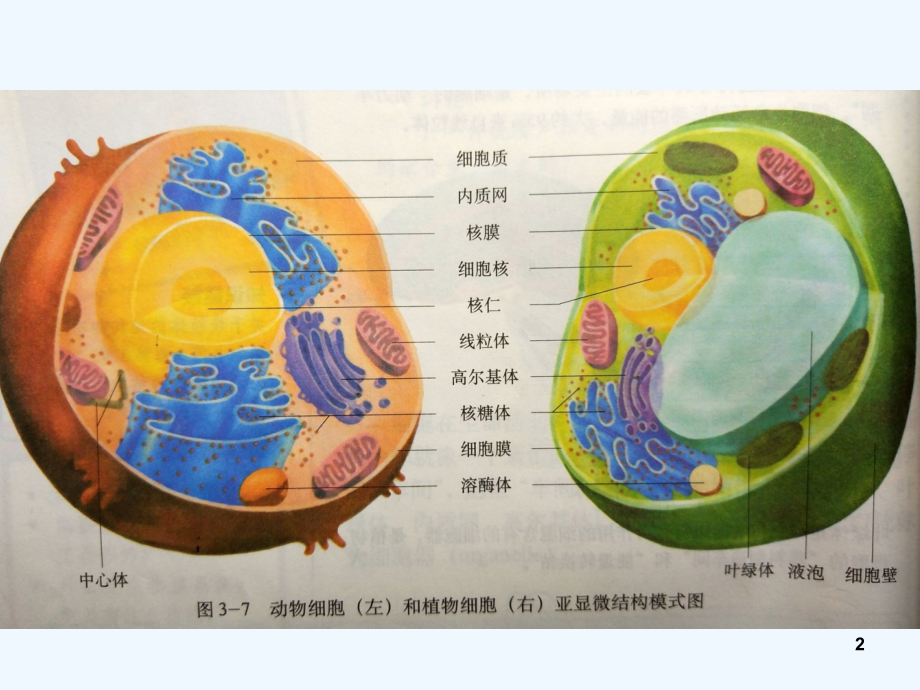 高三一轮复习-细胞器.ppt_第2页