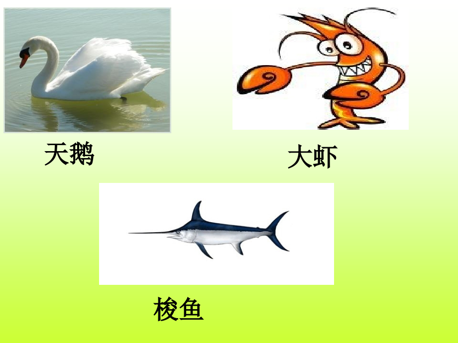 天鹅、大虾和梭鱼PPT.ppt_第1页