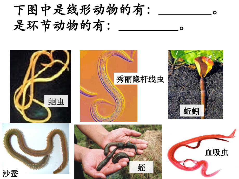 软体动物和节肢动物_(新).ppt_第2页