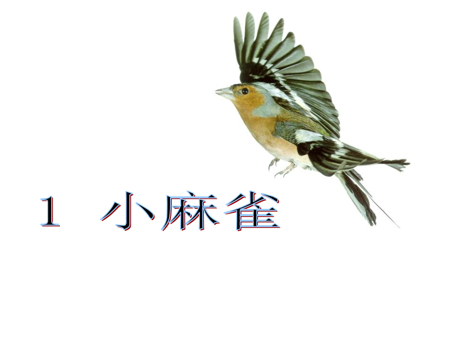 (课堂教学课件1)小麻雀.ppt_第1页