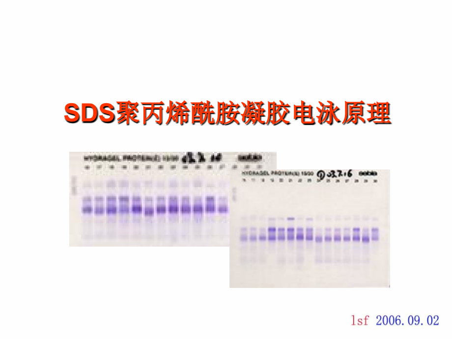 SDS-PAGE(SDS聚丙烯酰胺凝胶电泳)原理课件.ppt_第1页