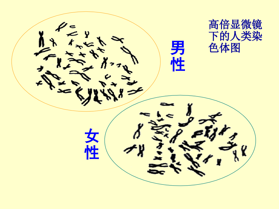 性别决定和伴性遗传（课件）.ppt_第2页