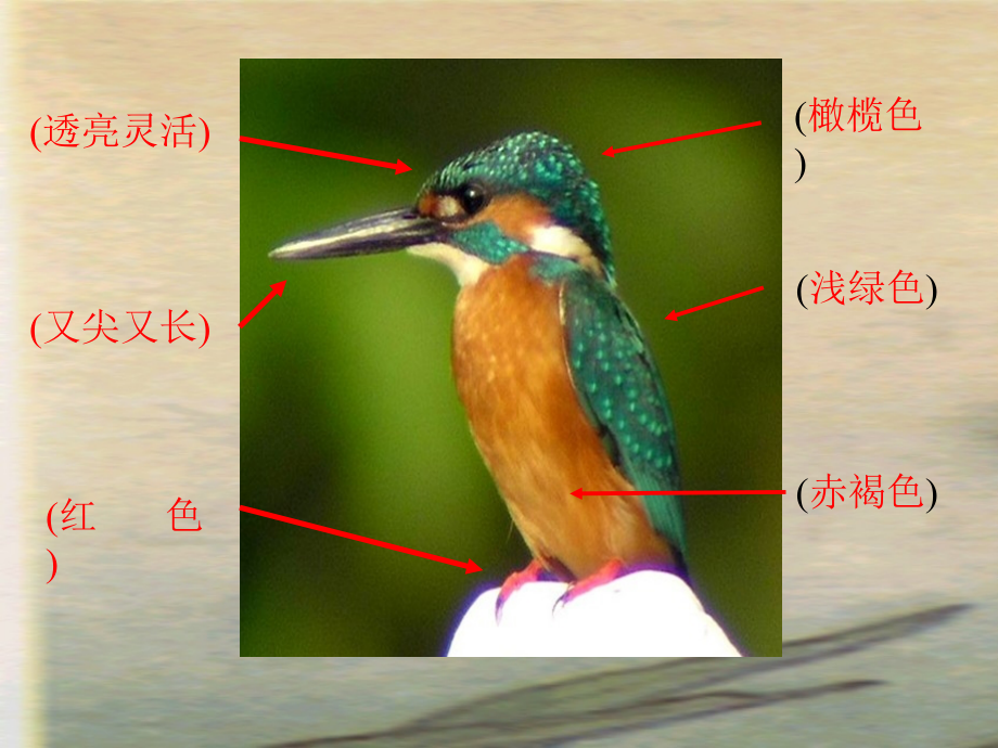 《翠鸟》课件-.ppt_第2页