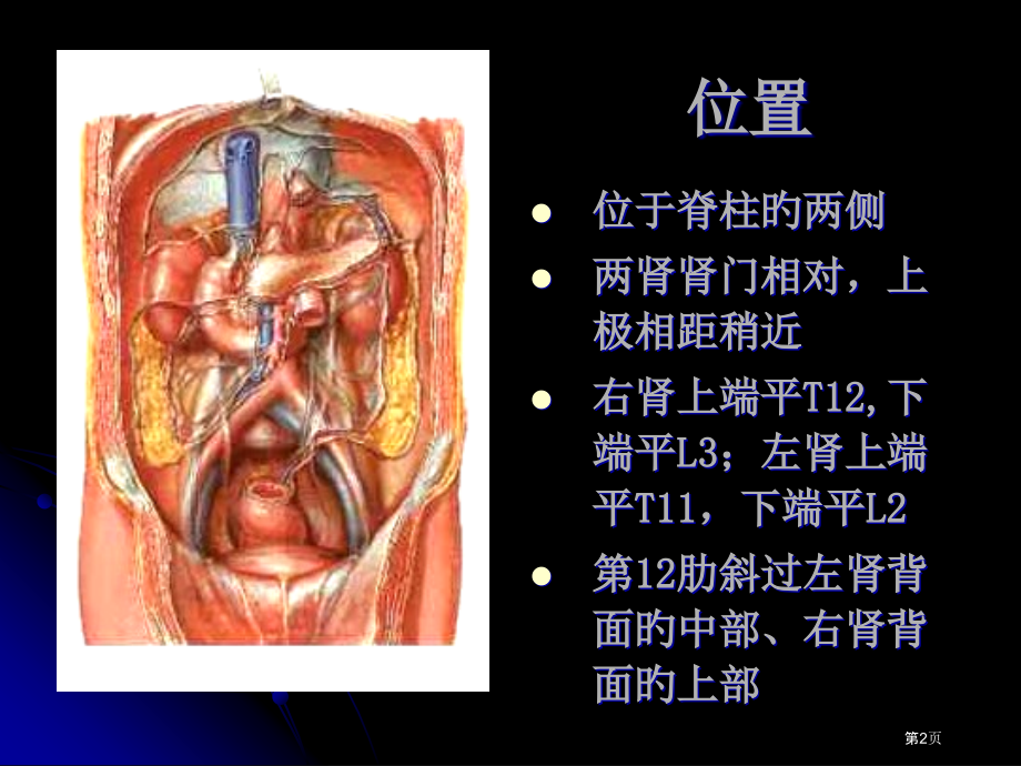 肾肾上腺专题知识讲座.pptx_第2页