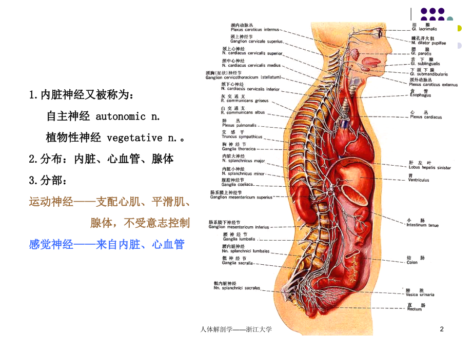 神经系统解剖—凌树才课件.ppt_第2页
