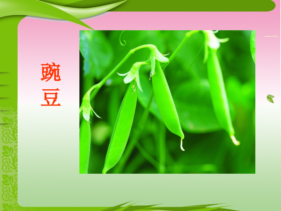 语文S版三年级上册《一颗小豌豆》课件.ppt_第2页