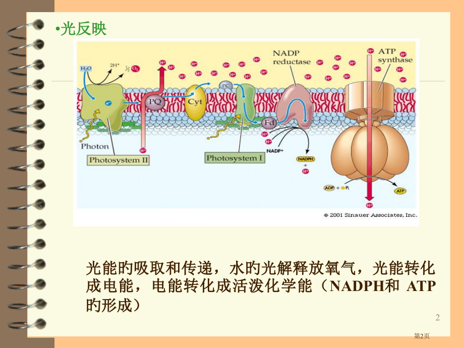 植物生理学呼吸作用专家讲座.pptx_第2页