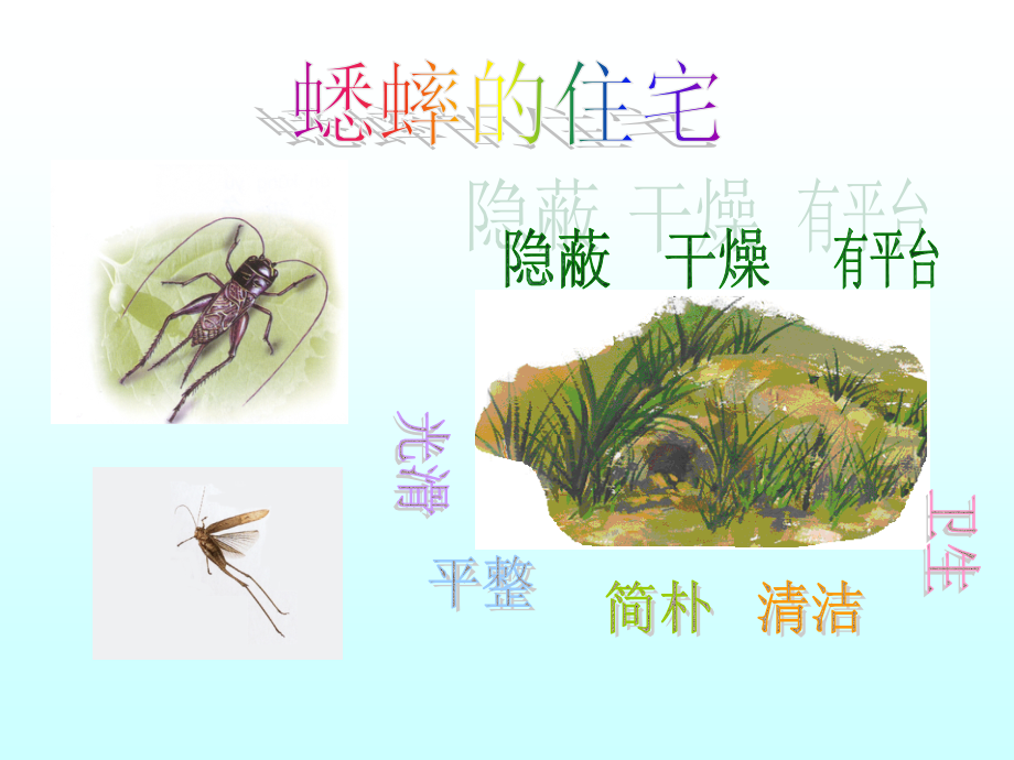四年级语文上册第二组7.蟋蟀的住宅第一课时课件.ppt_第2页
