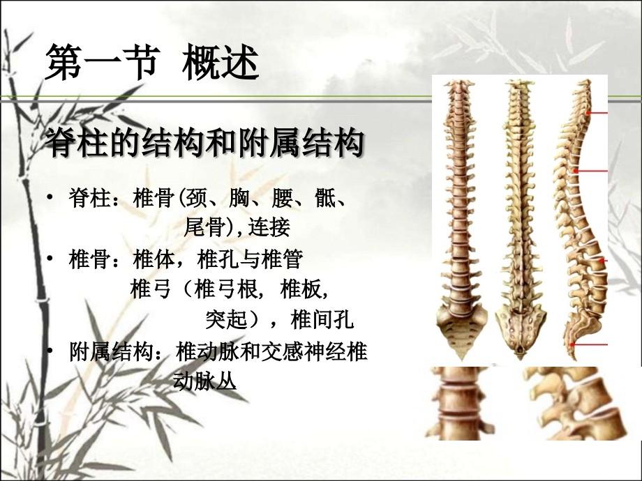脊柱影像解剖ppt课件.ppt_第2页