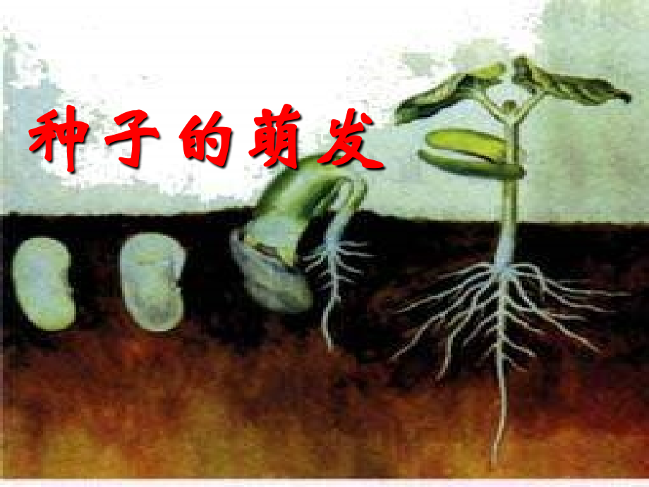 种子萌发课件.ppt_第1页