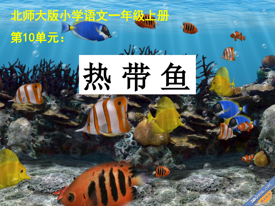 周三热带鱼课件.ppt_第1页