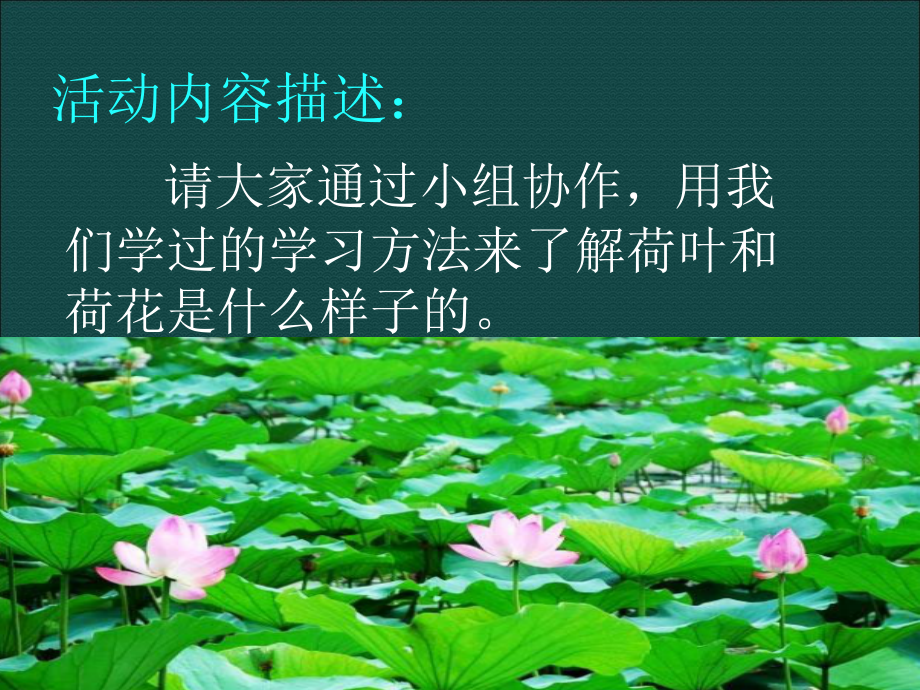 朱慧云荷花活动PPT.ppt_第2页