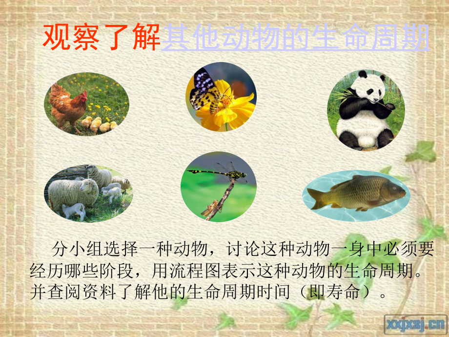 《其他动物的生命周期》(三下科学).ppt_第2页