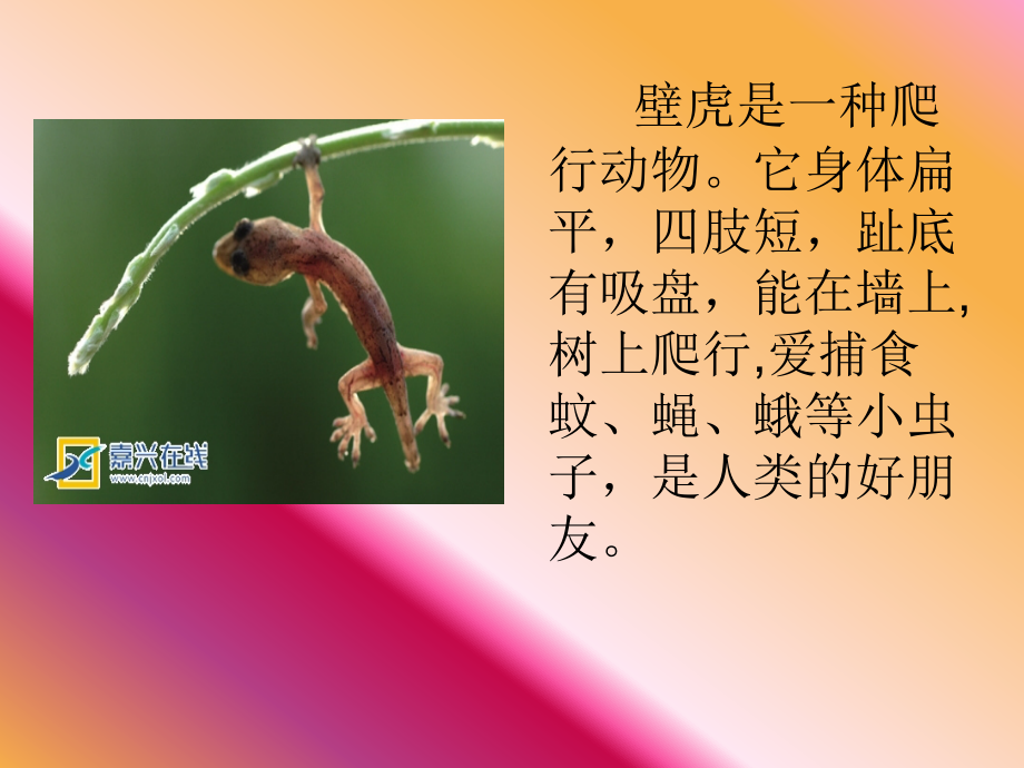 小壁虎借尾巴Ppt.ppt_第2页