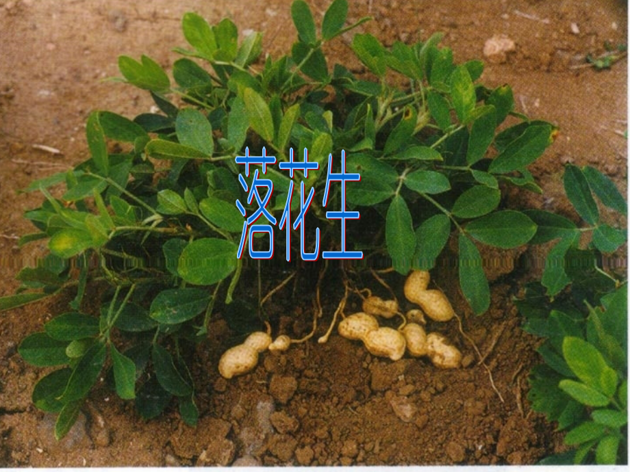 落花生_教学课件_PPT.ppt_第1页