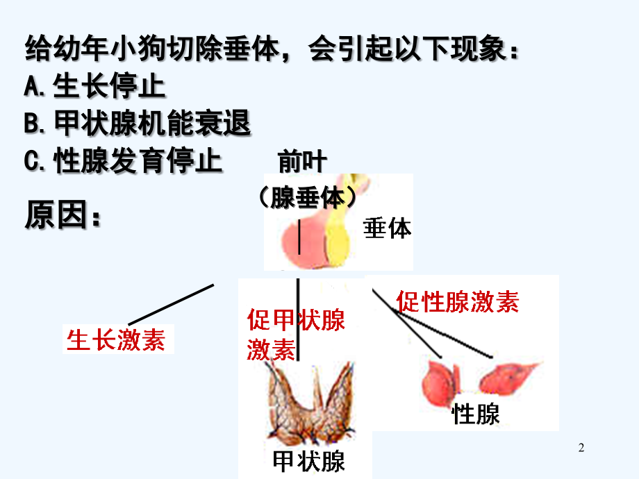 甲状腺激素反馈调节.ppt_第2页