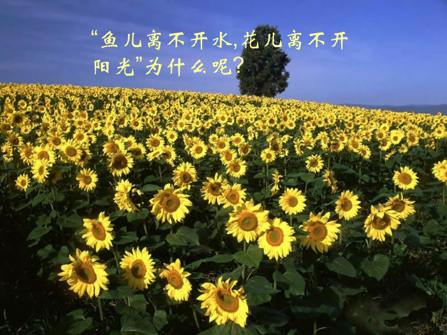第二章第二节_环境对生物的影响.ppt_第2页