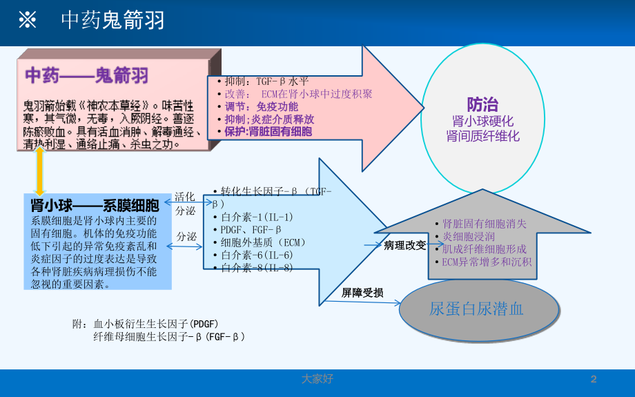 中药鬼箭羽与慢性肾脏病.ppt_第2页