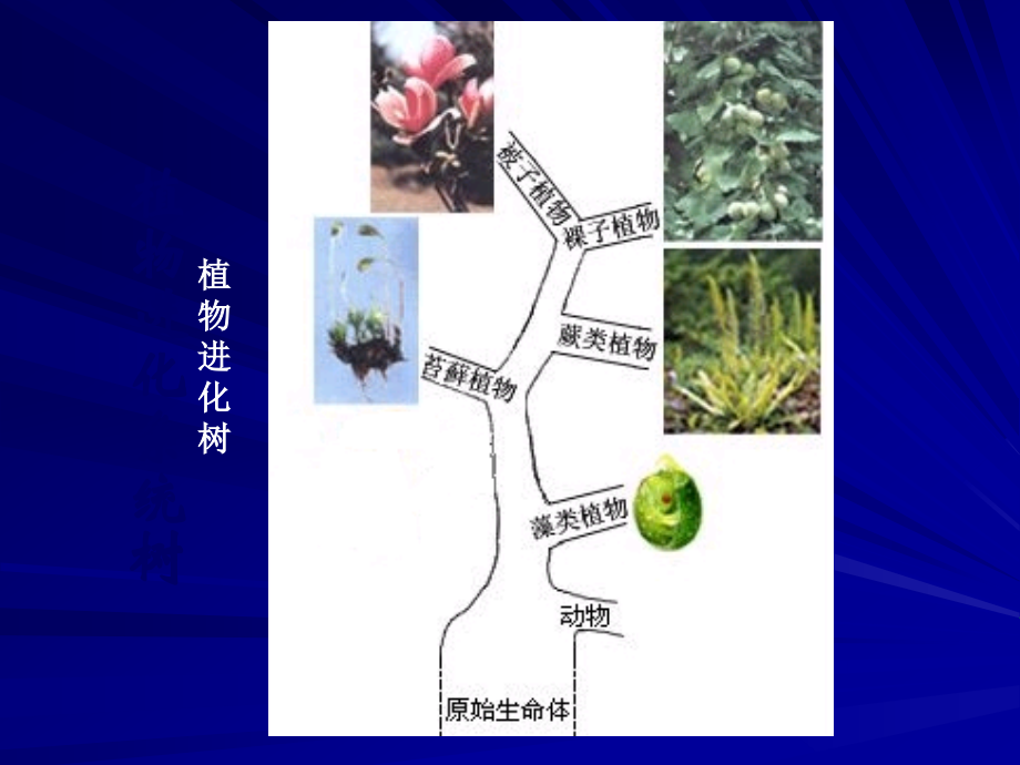 植物的主要类群第一课时.ppt_第2页