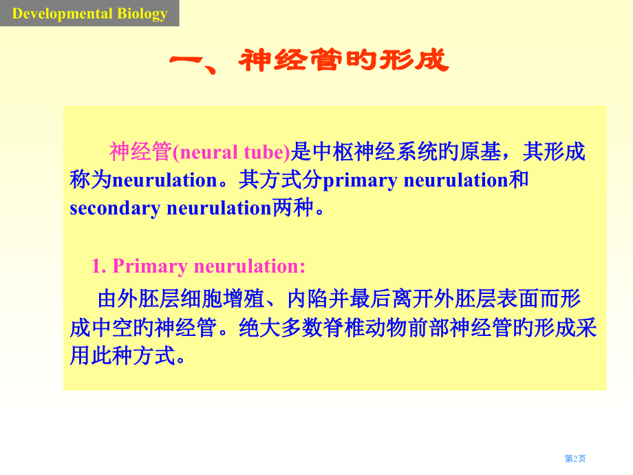 神经系统的发育.pptx_第2页