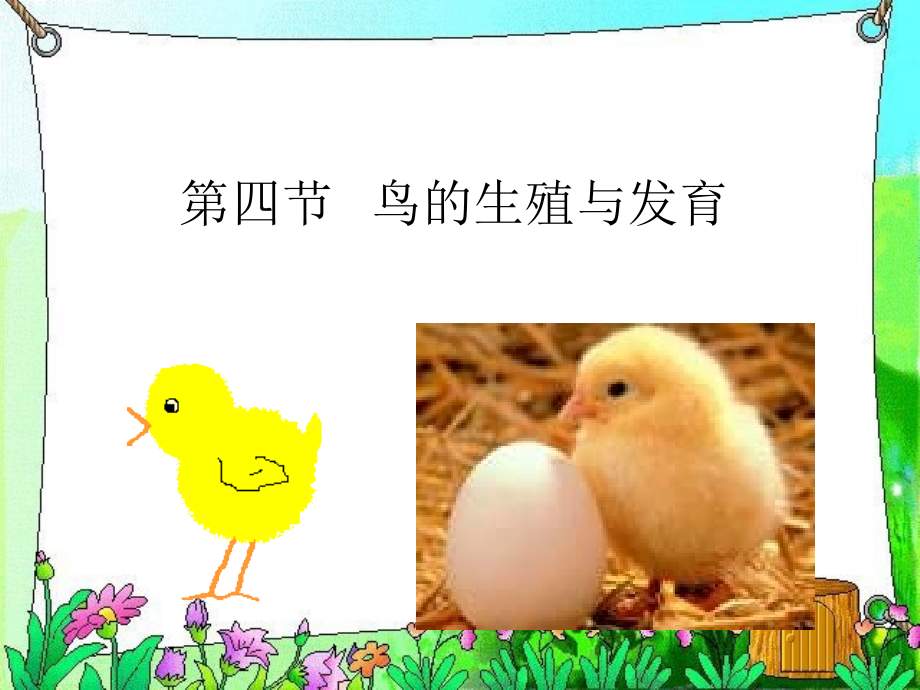 第七单元第一章第四节鸟的生殖和发育.ppt_第2页