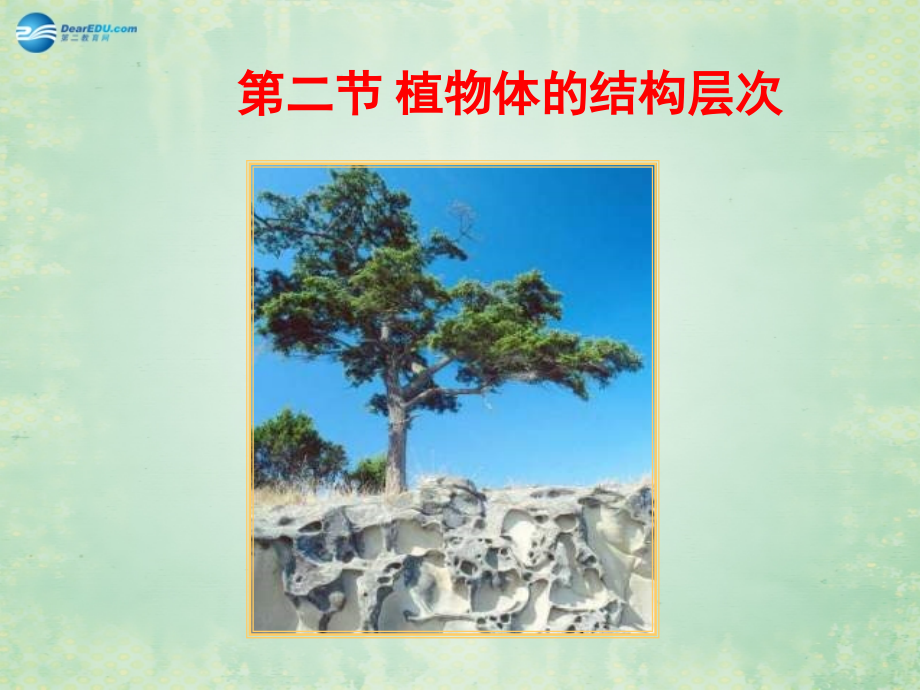 中学七年级生物上册 2.2.3 植物体的结构层次课件 新人教版 课件.ppt_第1页