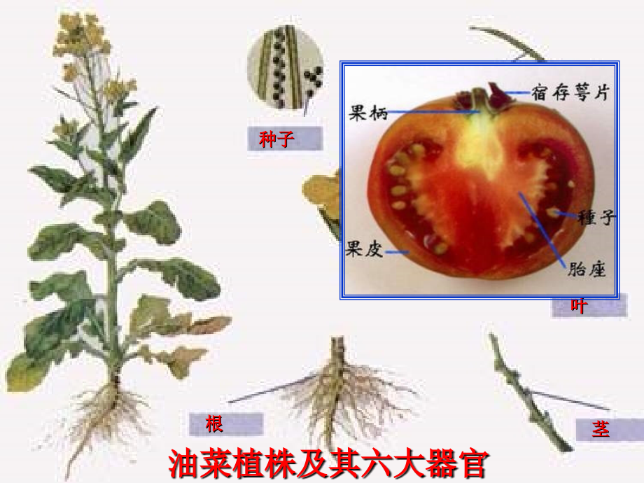 中学七年级生物上册 2.2.3 植物体的结构层次课件 新人教版 课件.ppt_第2页