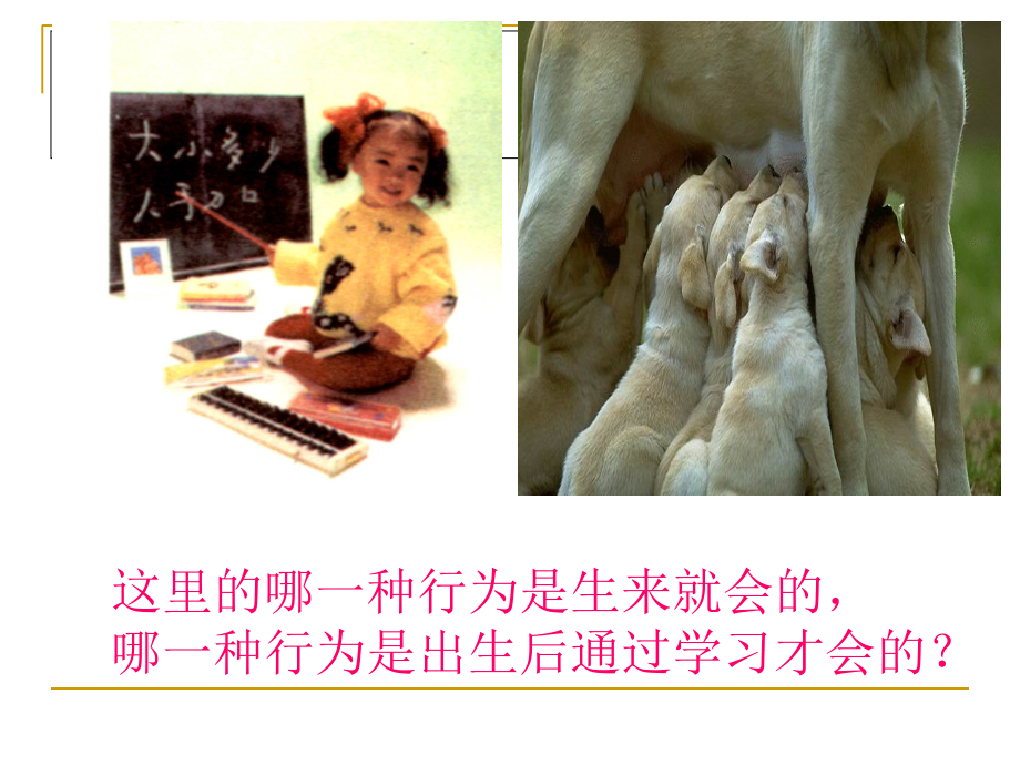 第二节先天行为和学习行为.ppt_第1页