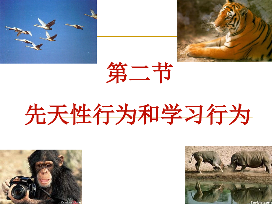 第二节先天行为和学习行为.ppt_第2页