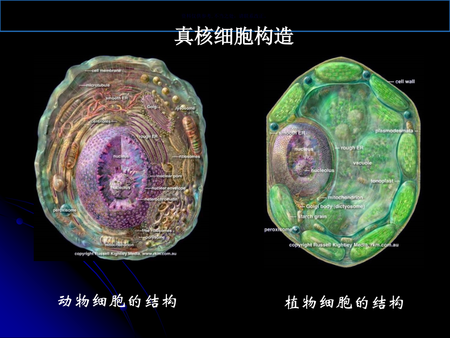 真核微生物.ppt_第2页