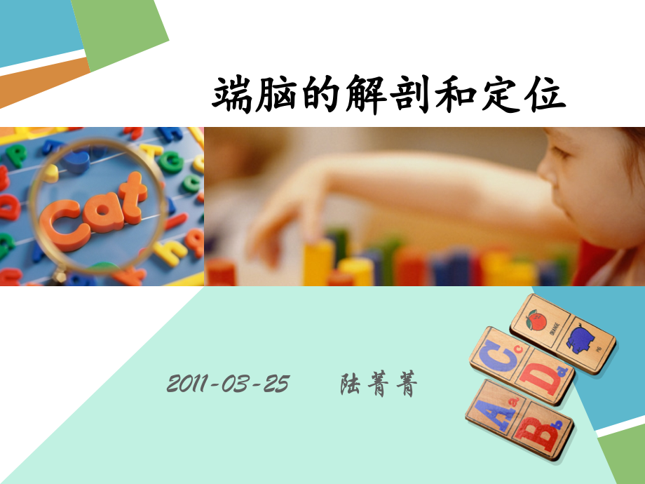 端脑11-3-25.ppt_第1页