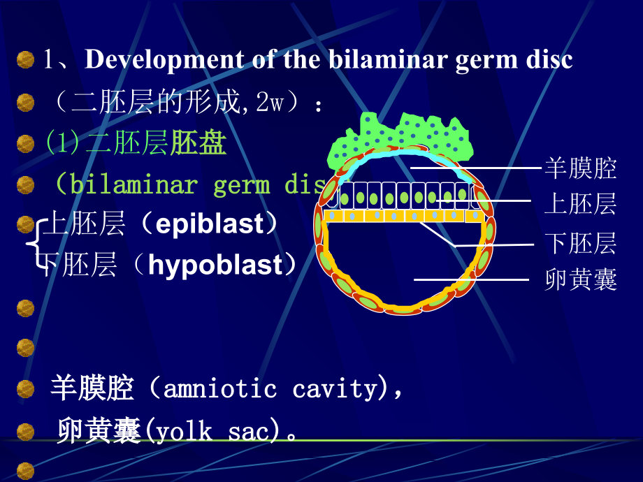 组织学与胚胎学-胚胎学2课件.ppt_第2页