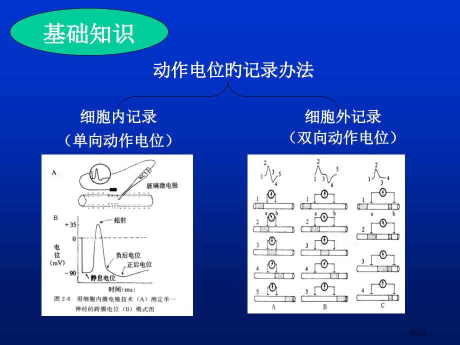 神经干动作电位AP的引导传导速度测定和不应期的观察专家讲座.pptx_第2页