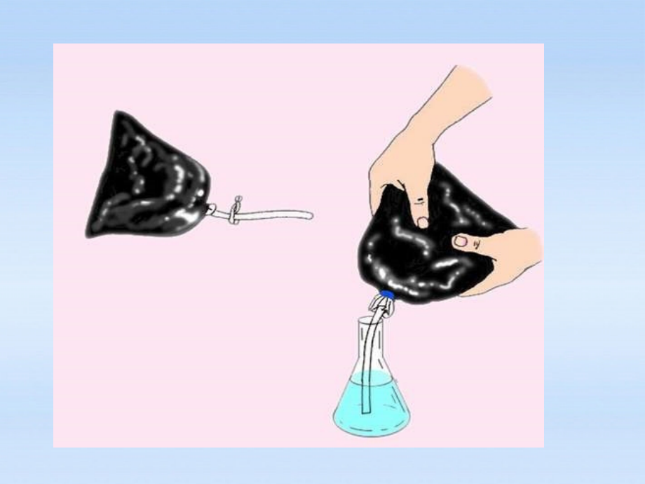 八年级生物下册 生物植物的呼吸作用课件 人教新课标版 课件.ppt_第2页