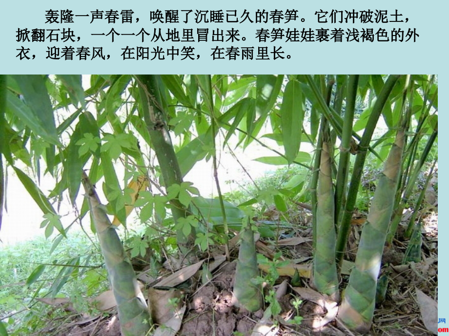 《春笋》课件(苏教版一年级语文下册课件).ppt_第1页