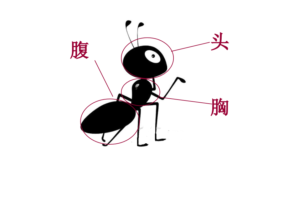 四年级上册身体的结构.ppt_第1页