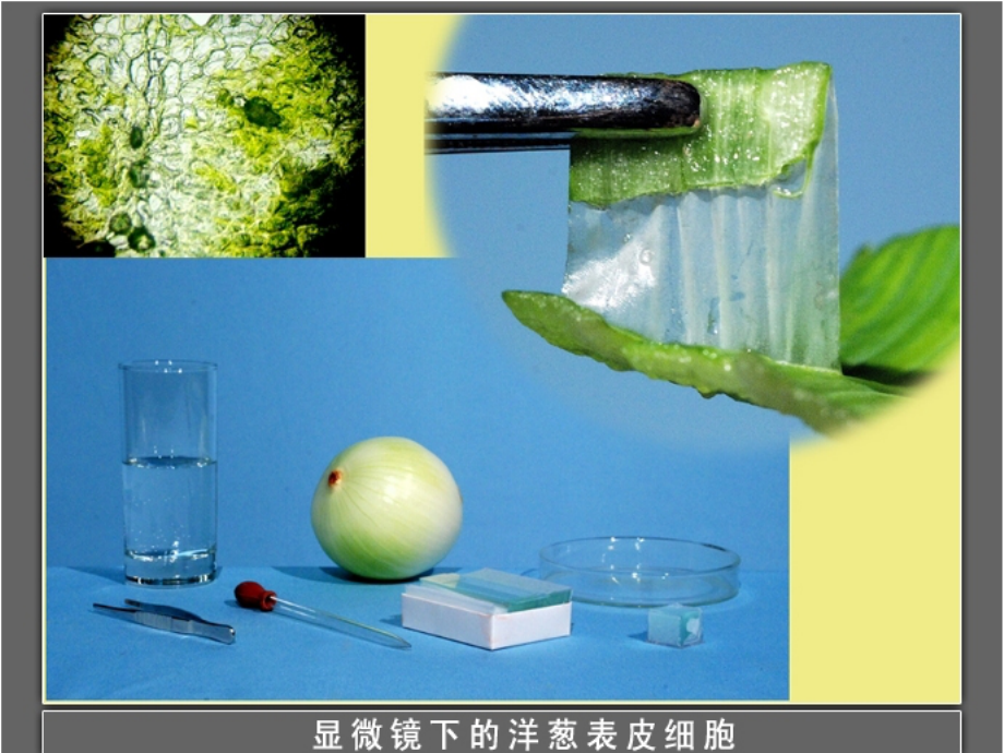 用显微镜观察身边的生命世界课件.ppt_第2页