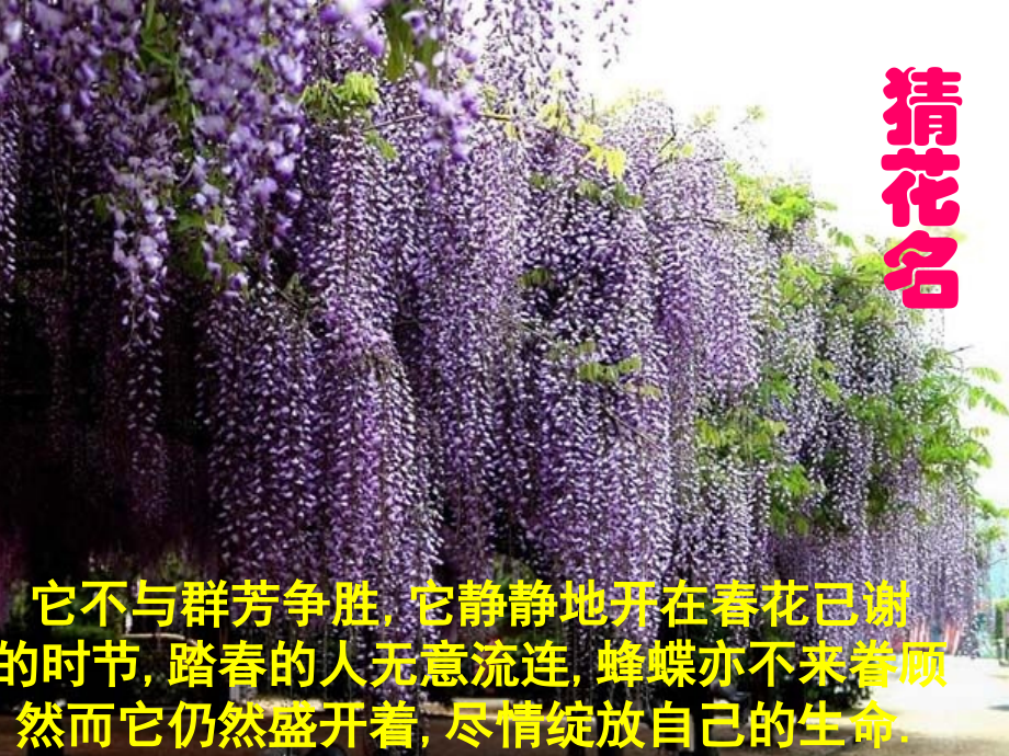 紫藤萝瀑布课件.pptx_第1页