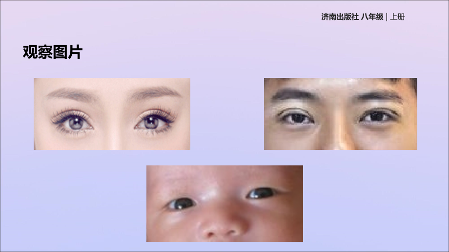 八年级生物上册 第四单元 物种的延续 第四章 生物的遗传与变异 第二节 性状的遗传课件(新版)济南版 课件.ppt_第2页