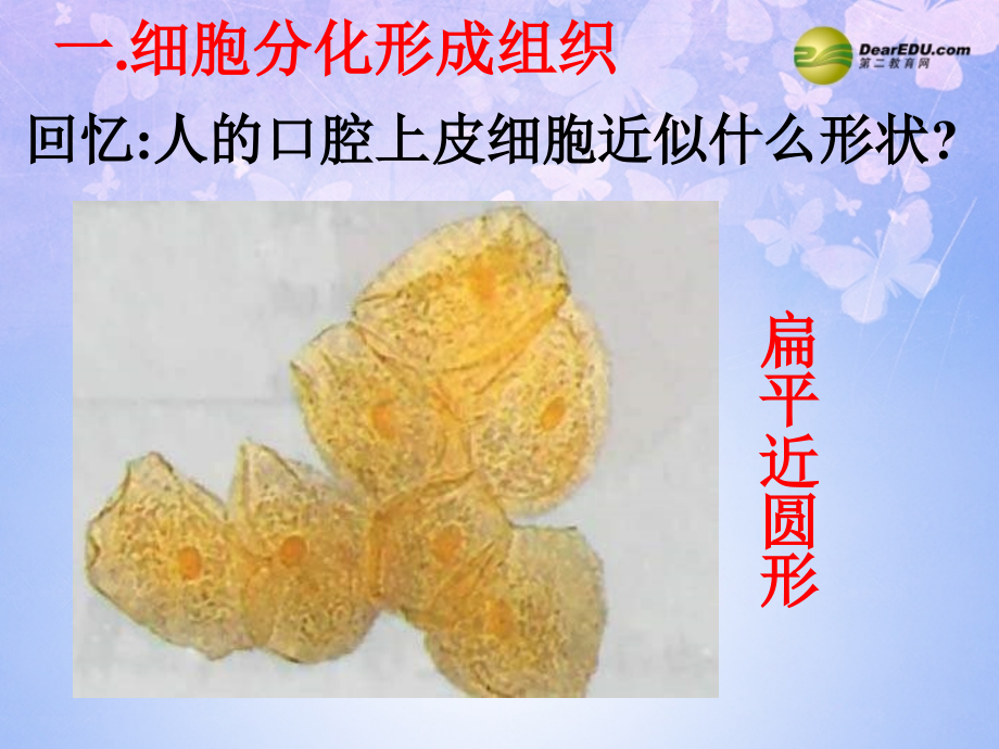 七年级生物上册 第二单元 第三章 第二节 动物体的结构层次课件 新人教版 课件.ppt_第2页