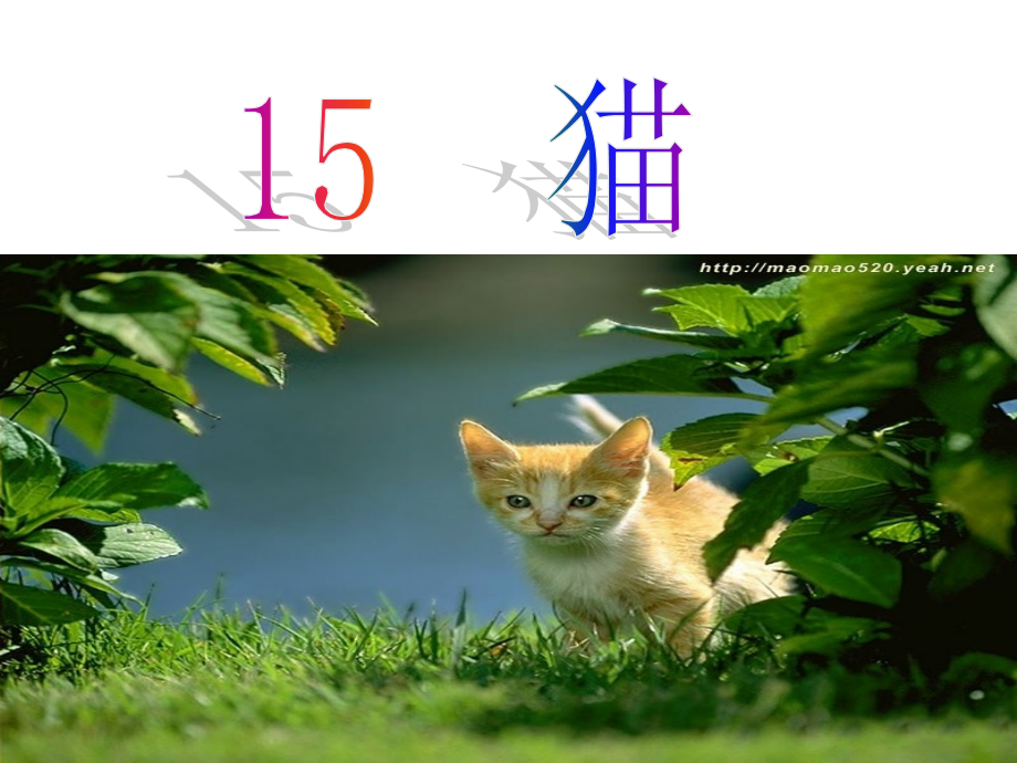 猫第一课时.pptx_第1页