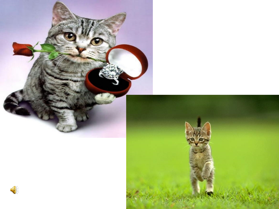 猫第一课时.pptx_第2页